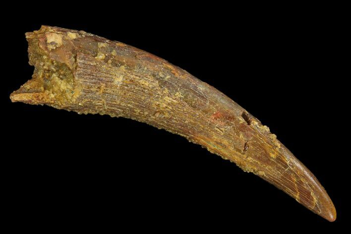 Large, Pterosaur (Siroccopteryx) Tooth - Morocco #127663